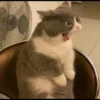 Cute Cats 19