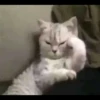 Cute Cats 21