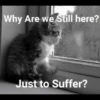 Cute Cats 22