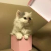 Cute Cats 24