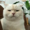 Cute Cats 27