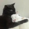 Cute Cats 28