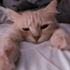 Cute Cats 29