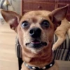 Animals emotions 5