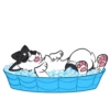 Husky Pack 6