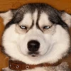 Animals emotions 7
