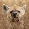 Animals emotions 8