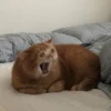 Cat Crying 5