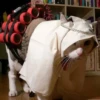 Animals emotions 9