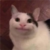Cat Crying 6