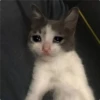 Cat Crying 7