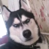 Animals emotions 11