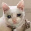 Cat Crying 10
