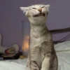 Animals emotions 12