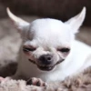 Animals emotions 13