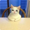 Cat Crying 12