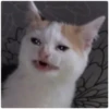 Cat Crying 13