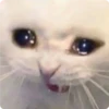 Cat Crying 14