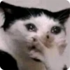 Cat Crying 16