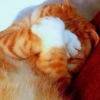 Animals emotions 14