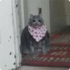 Cat Crying 17
