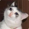 Cat Crying 18