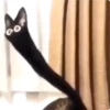 Cat Crying 20