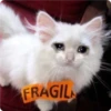 Cat Crying 21