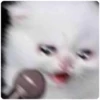 Cat Crying 22
