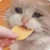 Cat Crying 24