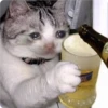 Cat Crying 25