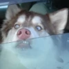 Animals emotions 19