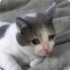 Cat Crying 26