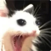 Cat Crying 27