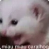 Cat Crying 28