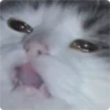 Cat Crying 29