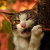 Animals emotions 21