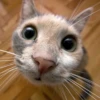 Animals emotions 23