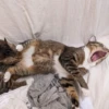 Animals emotions 24