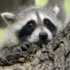 Animals emotions 27