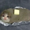 Crying Cat 2