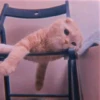 Animals 5