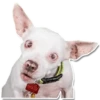 DogStyle 5