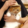 Crying Cat 5