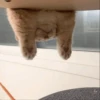Kitten 6