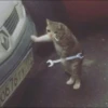 Crying Cat 6