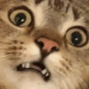 Kitten 7