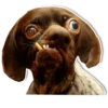 DogStyle 6