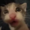 catss 5