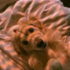 Animals 6